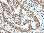 Zinc Finger Protein 846/ZNF846 Antibody in Immunohistochemistry (Paraffin) (IHC (P))