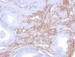 Decorin Antibody in Immunohistochemistry (Paraffin) (IHC (P))