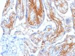 Decorin/PGS2 Antibody in Immunohistochemistry (Paraffin) (IHC (P))