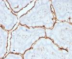 Angiotensin I Converting Enzyme (ACE)/CD143 Antibody in Immunohistochemistry (Paraffin) (IHC (P))