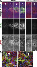 CD282 (TLR2) Antibody in Immunohistochemistry (IHC)