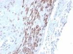 IDO2/Indoleamine 2,3-dioxygenase 2 Antibody in Immunohistochemistry (Paraffin) (IHC (P))