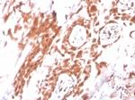 IDO2/Indoleamine 2,3-dioxygenase 2 Antibody in Immunohistochemistry (Paraffin) (IHC (P))