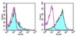 CD86 (B7-2) Antibody in Flow Cytometry (Flow)