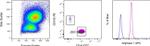 Arginase 1 Antibody in Flow Cytometry (Flow)