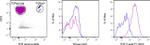 TCR V beta F1 Antibody