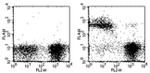 TER-119 Antibody in Flow Cytometry (Flow)