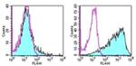 Ly-6A/E (Sca-1) Antibody in Flow Cytometry (Flow)