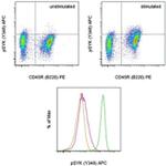 Phospho-Syk (Tyr348) Antibody in Flow Cytometry (Flow)