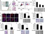 CD49f (Integrin alpha 6) Antibody in Flow Cytometry (Flow)