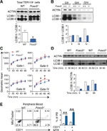 CD71 (Transferrin Receptor) Antibody in Flow Cytometry (Flow)