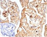 AFP (Alpha Fetoprotein) (Hepatocellular/Germ Cell Tumor Marker) Antibody in Immunohistochemistry (Paraffin) (IHC (P))