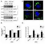 Cyclophilin 40 Antibody in Western Blot (WB)