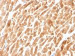 Dystrophin (DMD) Antibody in Immunohistochemistry (Paraffin) (IHC (P))