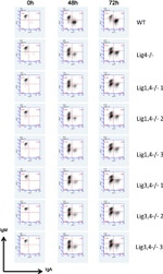 IgM Antibody in Flow Cytometry (Flow)