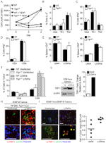 IL-4 Antibody in Flow Cytometry (Flow)