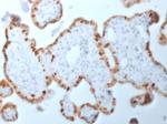 DNMT1/DNA Methyltransferase 1 Antibody in Immunohistochemistry (Paraffin) (IHC (P))