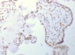 DNMT3A/DNA Methyltransferase 3 Alpha Antibody in Immunohistochemistry (Paraffin) (IHC (P))