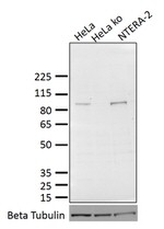 OCT1 (POU2F1) Antibody