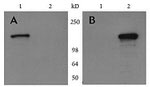 Myc Tag Antibody in Western Blot (WB)