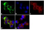 c-Met Antibody in Immunocytochemistry (ICC/IF)