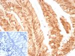 E2F4 (Transcription Factor) Antibody in Immunohistochemistry (Paraffin) (IHC (P))