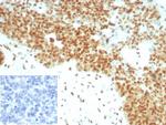 E2F4 (Transcription Factor) Antibody in Immunohistochemistry (Paraffin) (IHC (P))