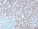 E2F4 (Transcription Factor) Antibody in Immunohistochemistry (Paraffin) (IHC (P))