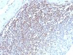 E2F4 (Transcription Factor) Antibody in Immunohistochemistry (Paraffin) (IHC (P))