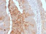 IgA Secretory Component/ECM1 Antibody in Immunohistochemistry (Paraffin) (IHC (P))