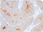 Secretory Component/ECM1 Antibody in Immunohistochemistry (Paraffin) (IHC (P))