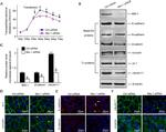 beta Catenin Antibody in Western Blot, Immunocytochemistry (WB, ICC/IF)