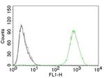 EGFR (Epidermal Growth Factor Receptor) Antibody in Flow Cytometry (Flow)