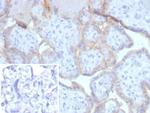 EGFR (Epidermal Growth Factor Receptor) Antibody in Immunohistochemistry (Paraffin) (IHC (P))