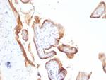 EGFR (Epidermal Growth Factor Receptor) Antibody in Immunohistochemistry (Paraffin) (IHC (P))