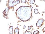 EGFR (Epidermal Growth Factor Receptor) Antibody in Immunohistochemistry (Paraffin) (IHC (P))