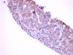 EGFR (Epidermal Growth Factor Receptor) Antibody in Immunohistochemistry (Paraffin) (IHC (P))