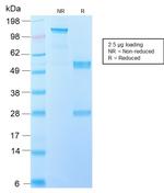 EGFRvIII (Epidermal Growth Factor Receptor, Variant III) Antibody in SDS-PAGE (SDS-PAGE)