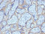 EGFR (Epidermal Growth Factor Receptor) Antibody in Immunohistochemistry (Paraffin) (IHC (P))