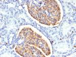 AIF1/Iba1 Antibody in Immunohistochemistry (Paraffin) (IHC (P))