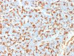 AIF1/Iba1 Antibody in Immunohistochemistry (Paraffin) (IHC (P))