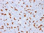 AIF1/Iba1 Antibody in Immunohistochemistry (Paraffin) (IHC (P))