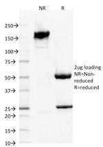 AIF1/Iba1 Antibody in SDS-PAGE (SDS-PAGE)