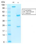 AIF1/Iba1 Antibody in SDS-PAGE (SDS-PAGE)