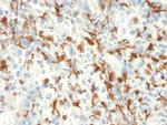 AIF1/Iba1 (Microglia Marker) Antibody in Immunohistochemistry (Paraffin) (IHC (P))