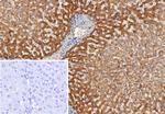 Alpha-2-Macroglobulin/A2M Antibody in Immunohistochemistry (Paraffin) (IHC (P))