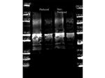 Protein A Antibody in Western Blot (WB)