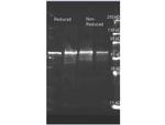 Choline Oxidase Antibody in Western Blot (WB)