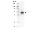 alpha-1-Anti-Trypsin Antibody in Western Blot (WB)