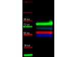 alpha-1-Anti-Trypsin Antibody in Western Blot (WB)